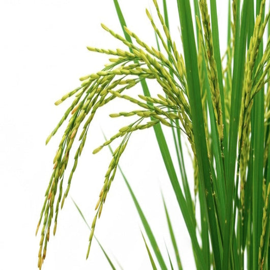 Daawat Sona Masoori Rice 10Kg online UK